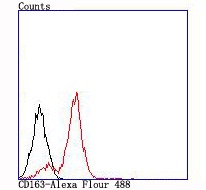 Anti-CD163 Antibody (3C775)