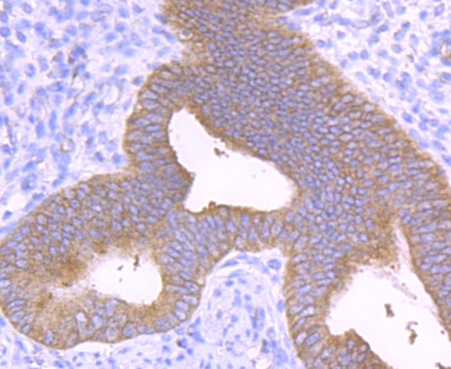 Anti-CD133/PROM1 Antibody (9Y940)