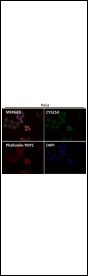 Anti-CD63 Antibody (1H895)