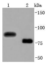 Anti-CD19 Antibody (4J582)
