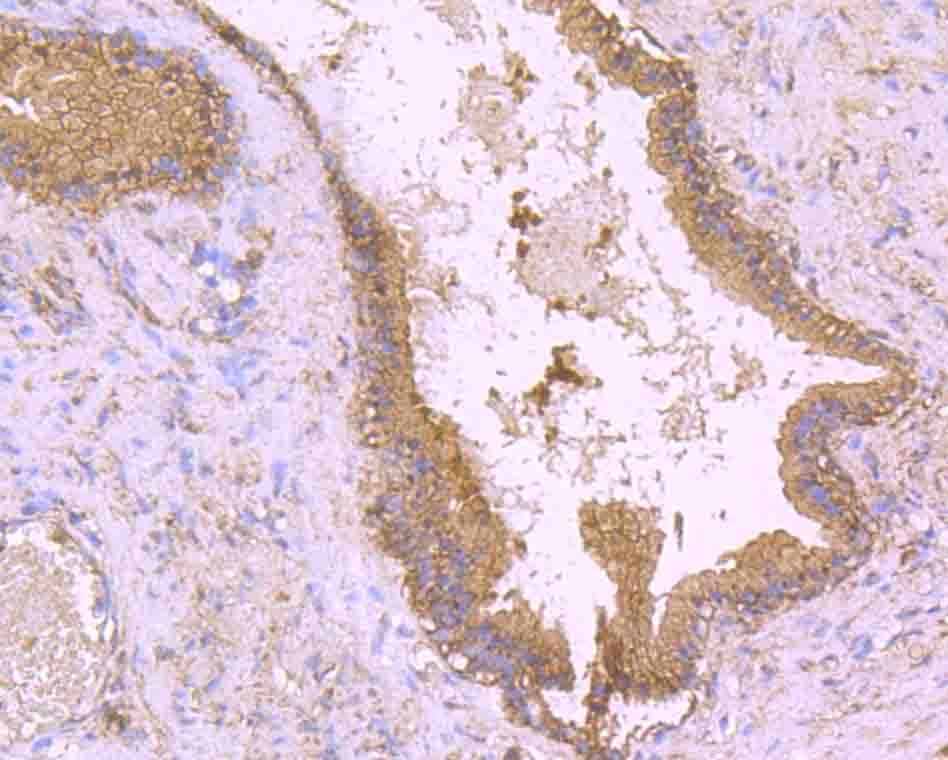 Anti-gp130/IL6ST Antibody (2B824)