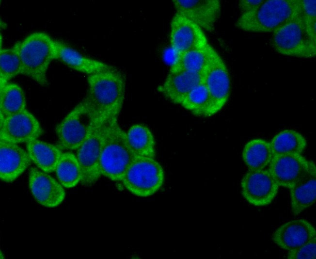 Anti-4-1BB/CD137/TNFRSF9 Antibody (9T808)