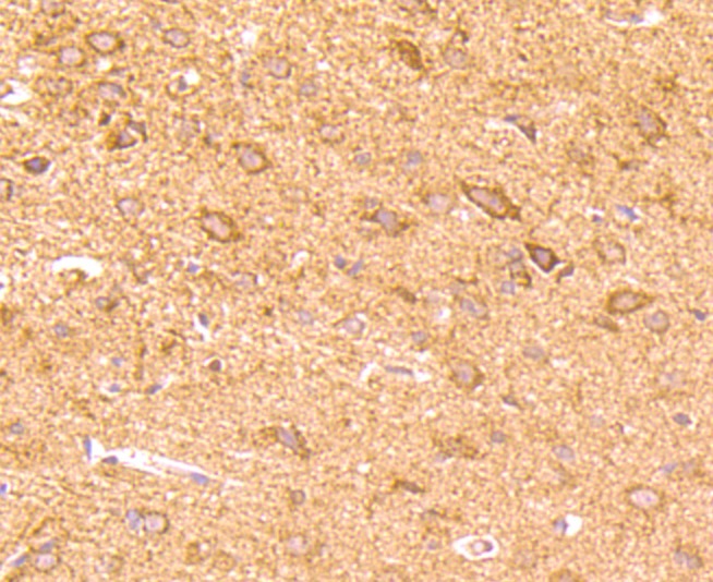 Anti-4-1BB/CD137/TNFRSF9 Antibody (9T808)