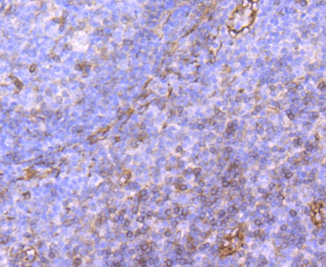 Anti-P-Selectin Antibody (3L556)