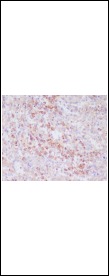 Anti-CD63 Antibody (1H895)