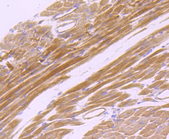 Anti-CD147 Antibody (7A20)