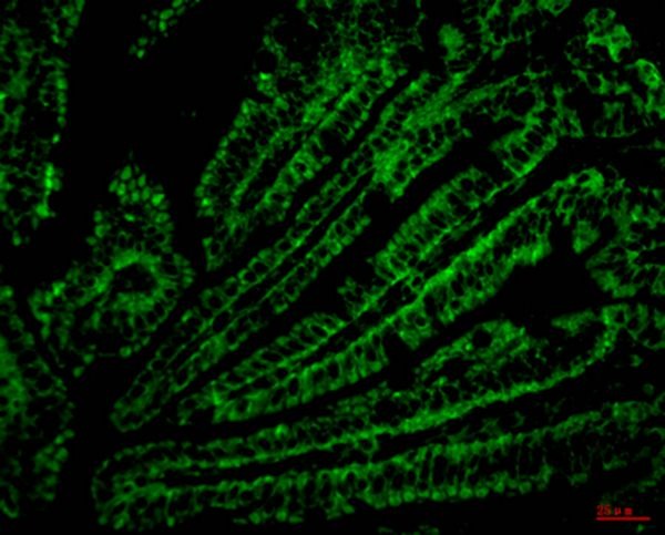 Anti-CD4 Antibody (8H238)