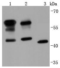 Anti-CD147 Antibody (7A20)