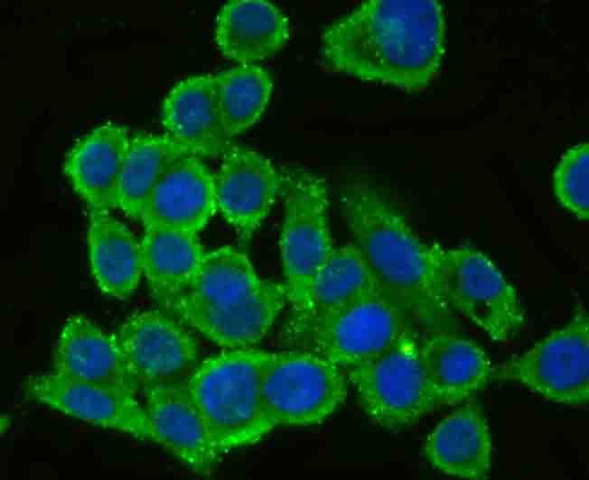 Anti-gp130/IL6ST Antibody (2B824)