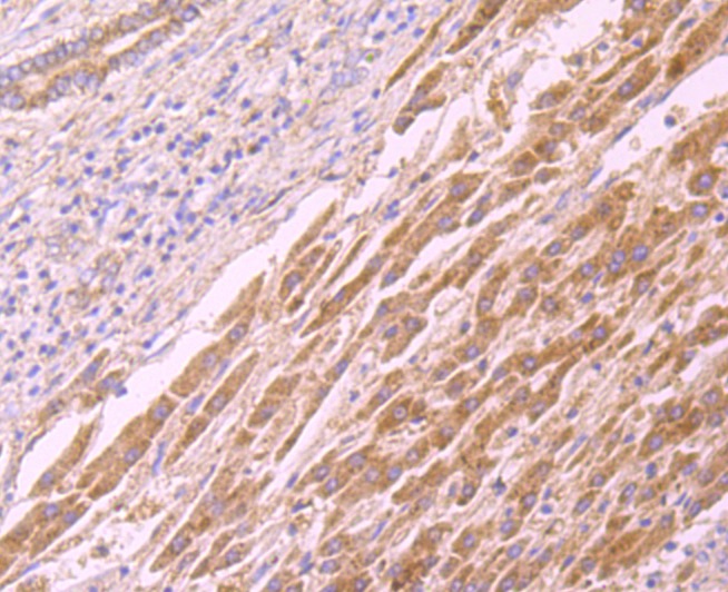 Anti-4-1BB/CD137/TNFRSF9 Antibody (9T808)