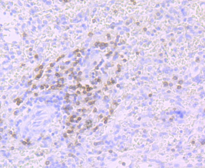 Anti-CD3G Antibody (3M994)