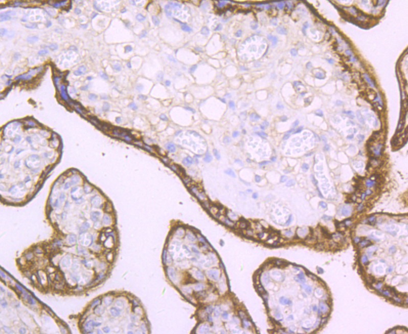 Anti-CD46 Antibody (3J800)