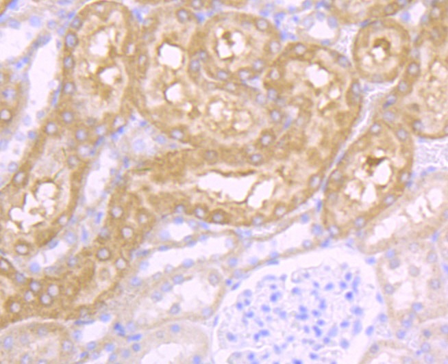 Anti-CD46 Antibody (3J800)