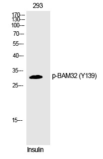 Anti-Phospho-BAM32 (Tyr139) Polyclonal Antibody