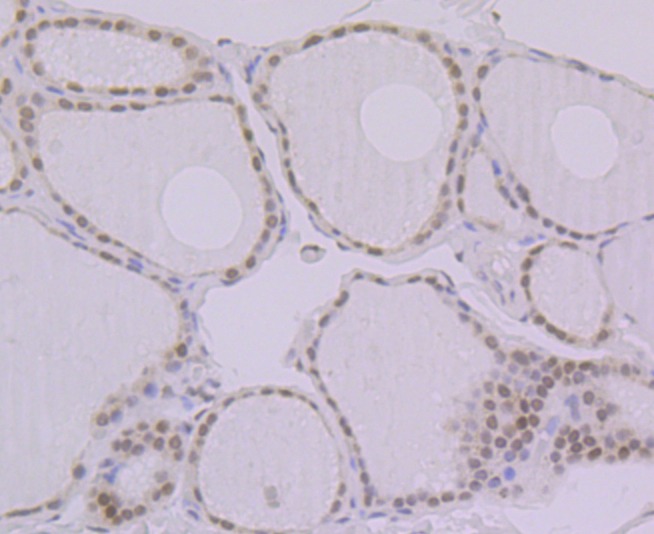 Anti-BANF1 Antibody (6R771)