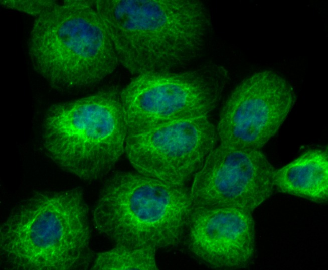 Anti-BCAP31 Antibody (4P206)