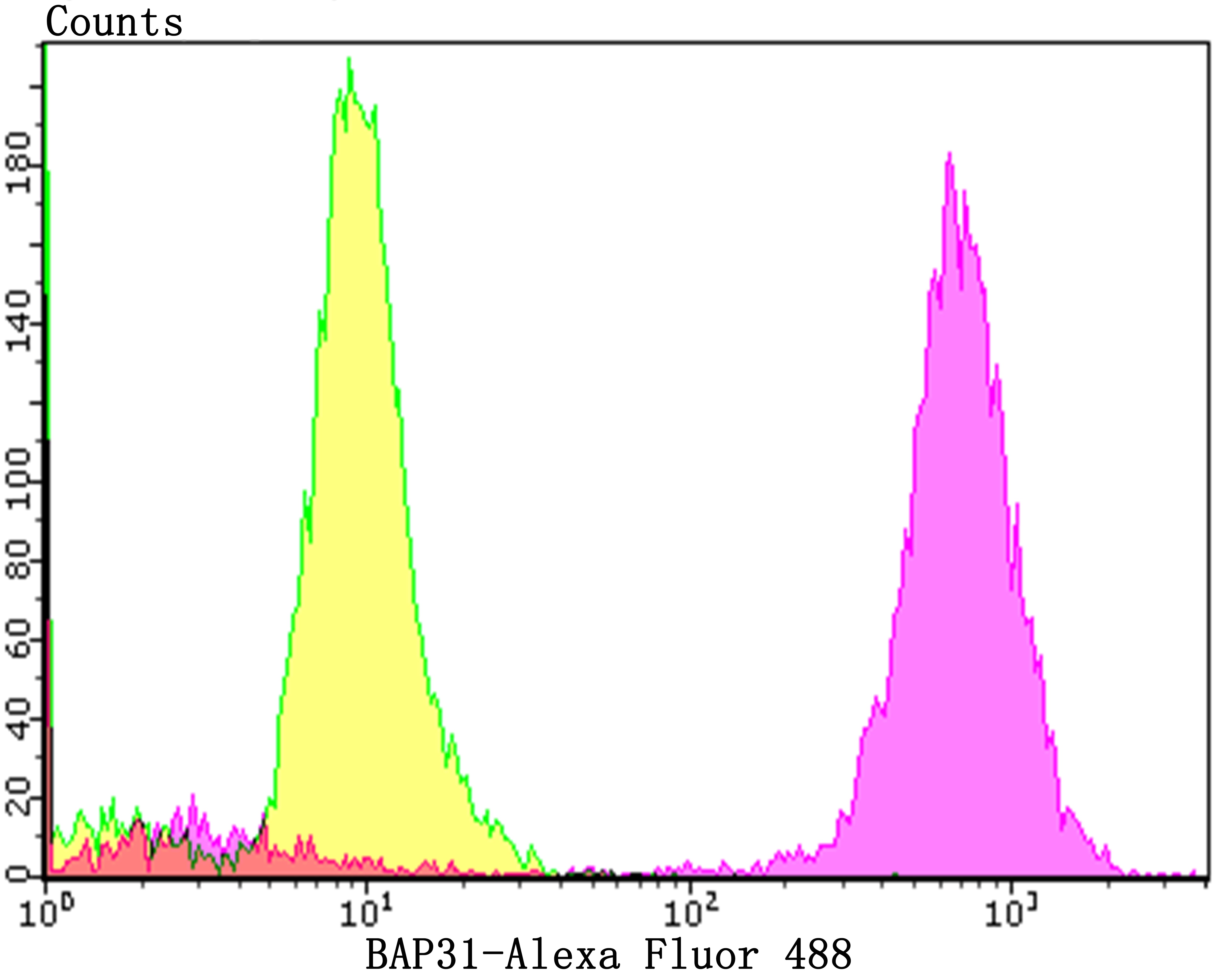 Anti-BCAP31 Antibody (4P206)