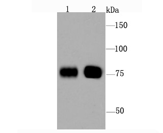 Anti-BAG3 Antibody (9B703)