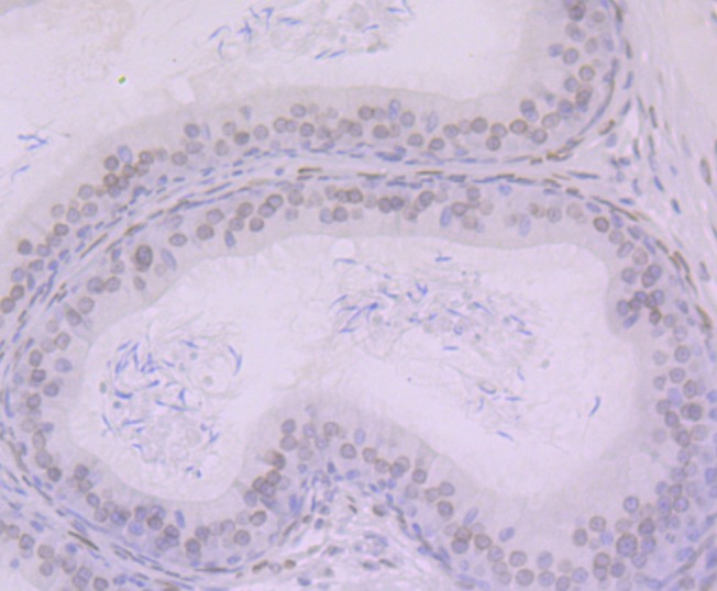 Anti-BANF1 Antibody (6R771)
