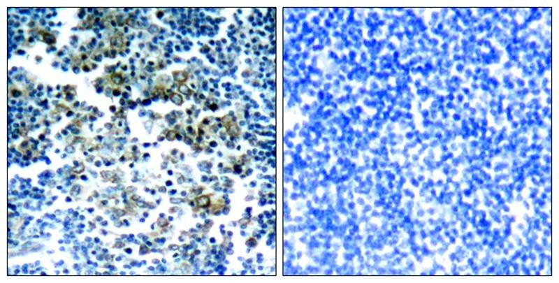 Anti-Phospho-Bcr (Tyr177) Polyclonal Antibody