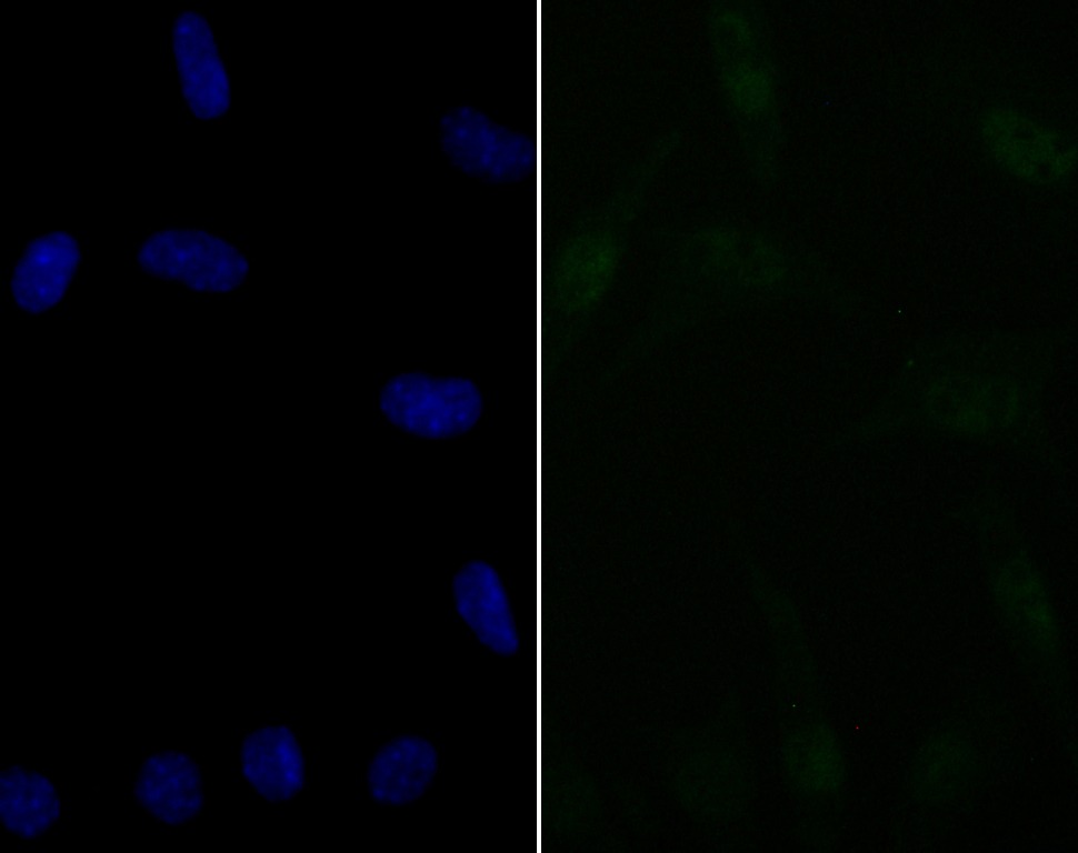 Anti-BAF57 Antibody (2O20)