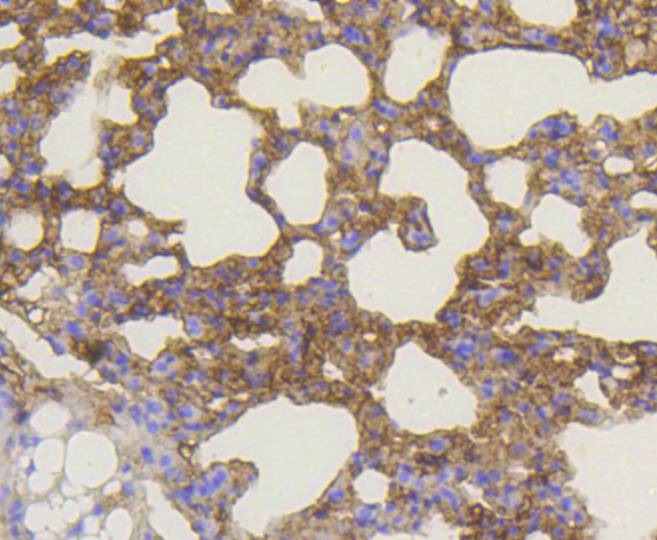 Anti-BAK1 Antibody (2V22)