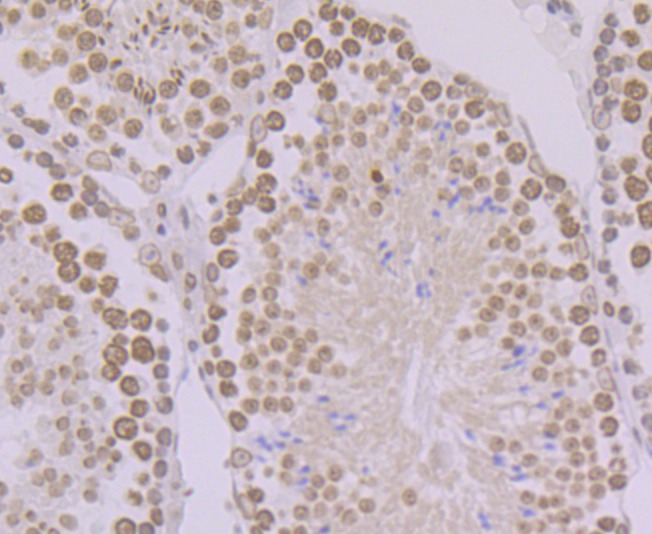 Anti-BANF1 Antibody (6R771)
