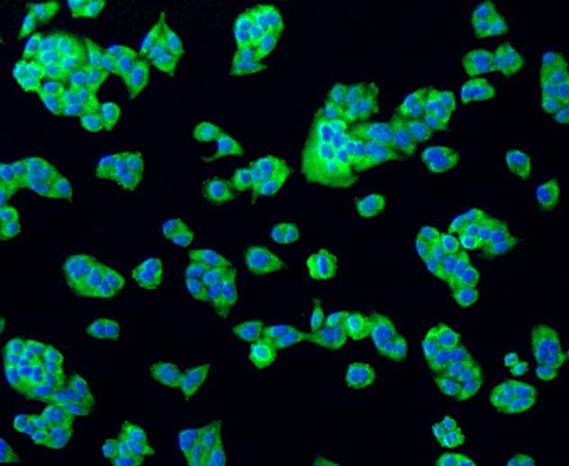Anti-Bad Antibody (4Z819)