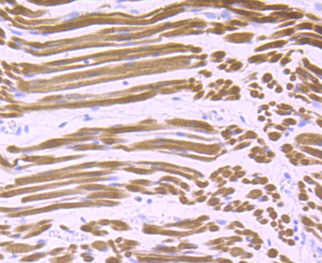 Anti-Calsequestrin 1 Antibody (2G592)
