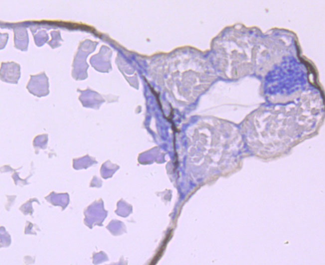 Anti-CAMK2D Antibody (7Z493)