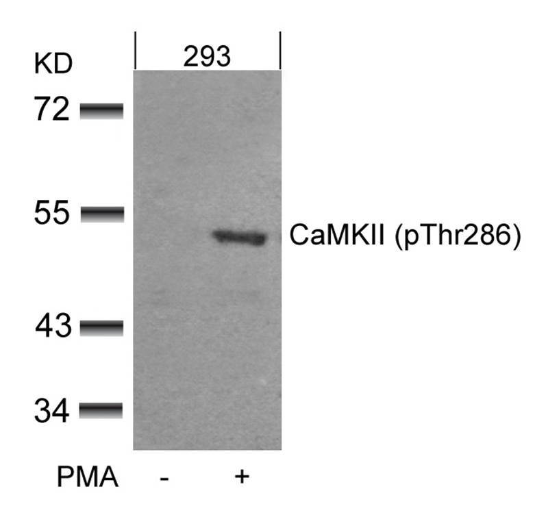 Anti-Phospho-CaMK2 (Thr286) Polyclonal Antibody