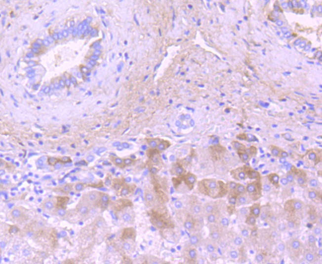 Anti-Complement C3 Antibody (4V625)