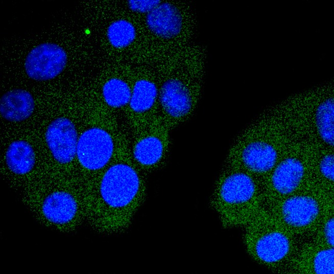 Anti-TNNI3 Antibody (8F759)