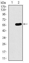 Anti-C17ORF53 Antibody (1Z939)