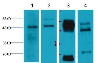 Anti-CASP9 Antibody (5N183)