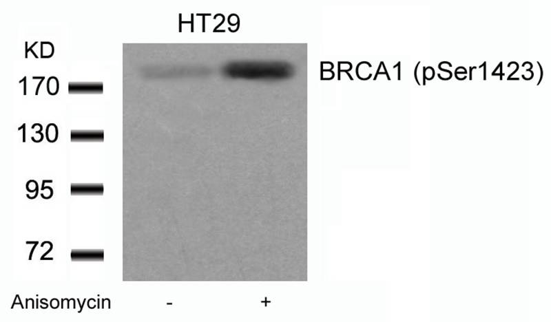 Anti-Phospho-BRCA1 (Ser1423) Polyclonal Antibody