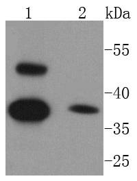 Anti-Caspase-1 Antibody (4V493)