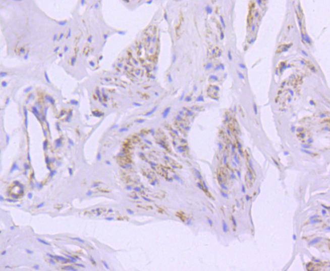 Anti-Caveolin 2 Antibody (7L548)