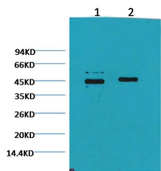 Anti-CASP9 Antibody (5N183)