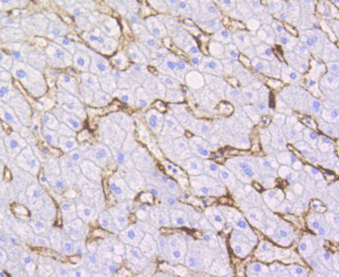 Anti-CAV1 Antibody (1U205)