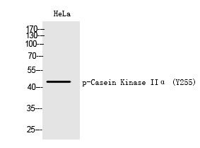 Anti-Phospho-CK2 alpha/CSNK2A1 (Tyr255) Polyclonal Antibody