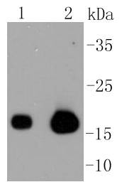 Anti-Caveolin 3 Antibody (8Q2)