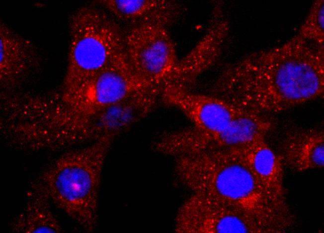 Anti-Complement C3 Antibody (7T917)