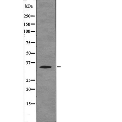 Anti-Phospho-Caspase-3 (Ser26) Polyclonal Antibody