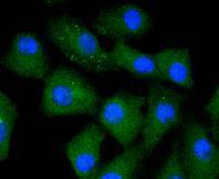 Anti-Caspase 5 Antibody (3R203)