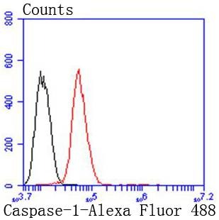 Anti-Caspase-1 Antibody (4V493)