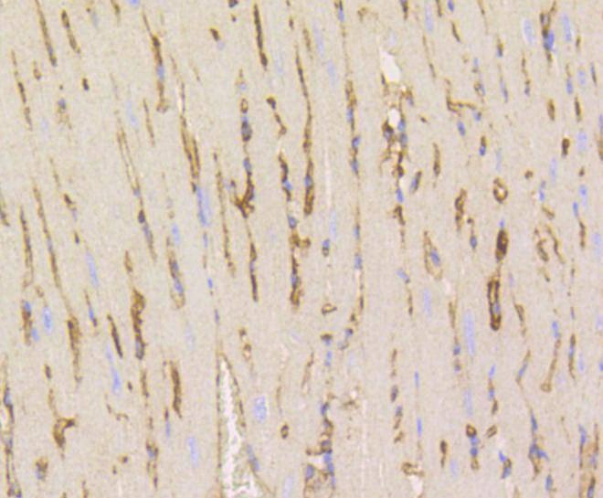 Anti-CAV1 Antibody (1U205)