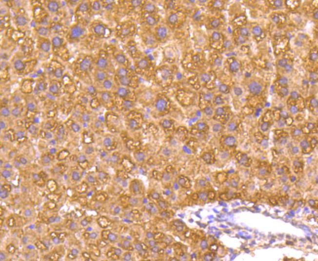 Anti-Caspase-1 Antibody (4V493)