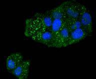 Anti-Caspase 5 Antibody (3R203)