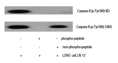Anti-Phospho-Caspase-8 (Tyr380) Polyclonal Antibody